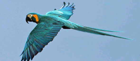 Top 100 Endangered Animals List | Coops And Cages™ Top 100 Endangered Animals List | Coops And Cages™