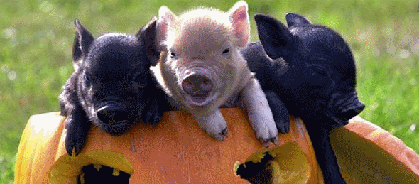 Top 50 Smallest Animals List | Coops And Cages™ Top 50 Smallest Animals List | Coops And Cages™