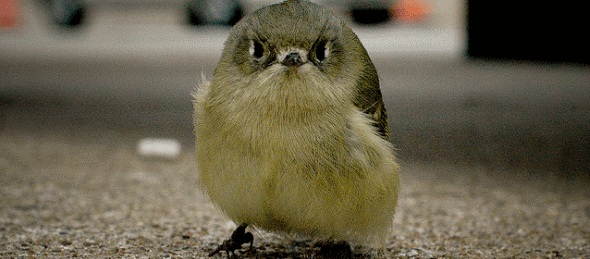 Everything about deals birds