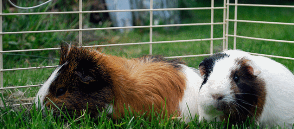 can guinea pigs die of shock