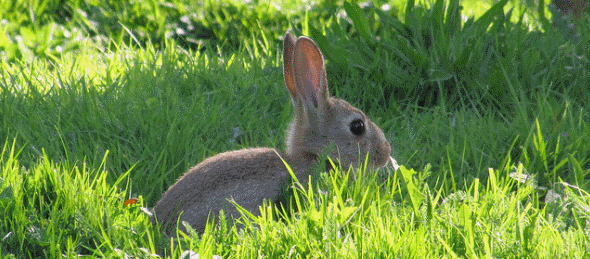 top 50 rabbit facts