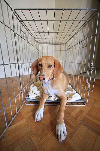 Dog in crate TheGiantVermin - Flickr