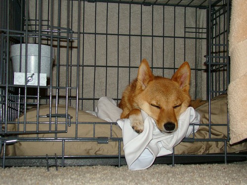 dog sleeping in crate - _tar0_ - Flickr