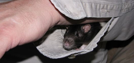 pet rat up sleeve audreyjm529 Flickr
