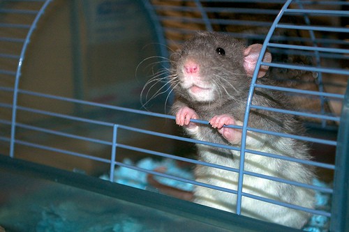 pet rats are inquisitive of their cage - bclinesmith - Flickr