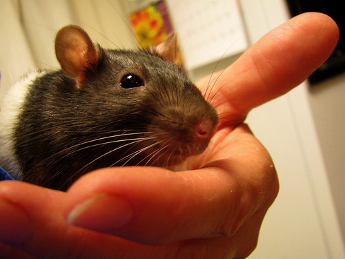 pet rats love being handled - audreyjm529 - Flickr
