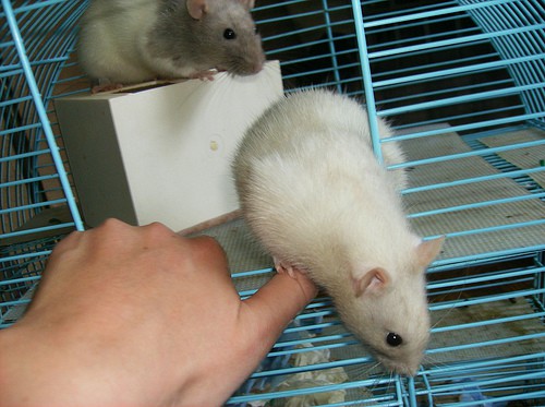 pet rats in cage and owners hand - bowler1996p - Flickr