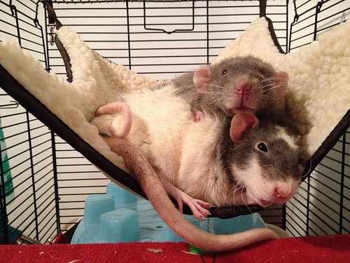 rats on hammock - bclinesmith - Flickr