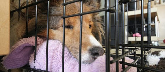 rough collie in crate