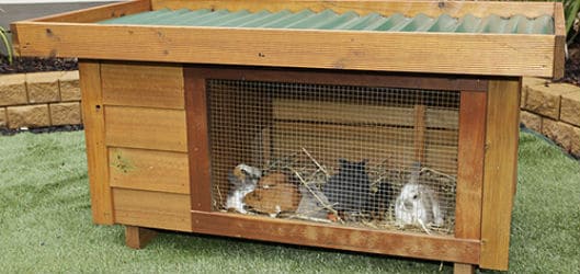 rabbits and guinea pigs in hutch mattshomes flickr