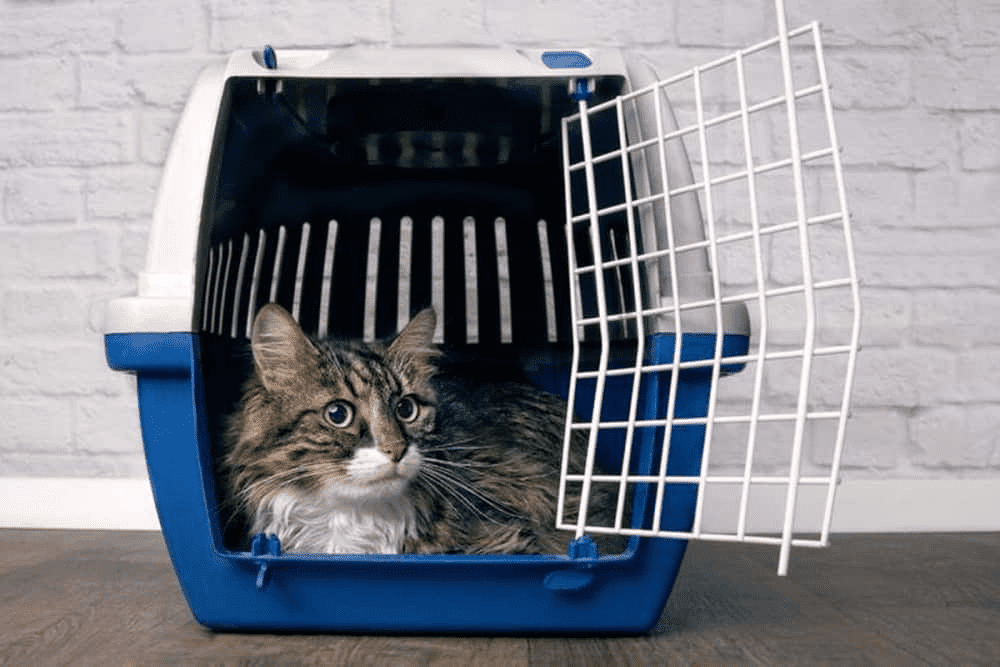 Some cats will happily hop into the carrier