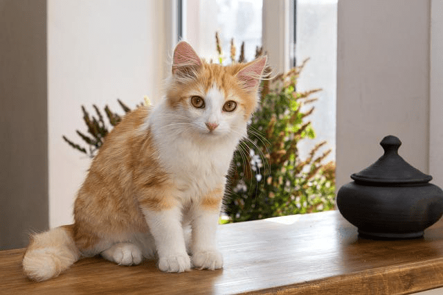 Things to think about and prepare for before introducing a new feline friend into your family