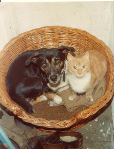 cat and dog share a bed - Elsie esq - flickr
