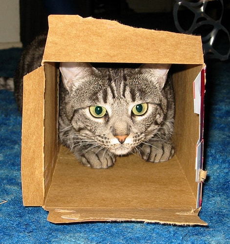 cat in box - admiller - flickr