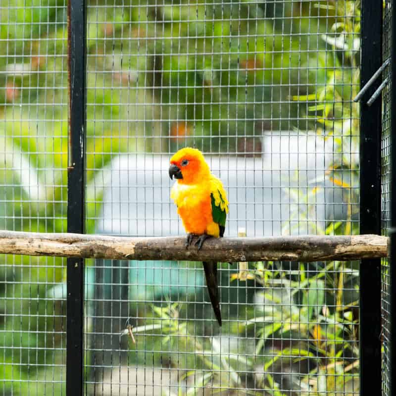 Guide to Setting Up Your Own Aviary