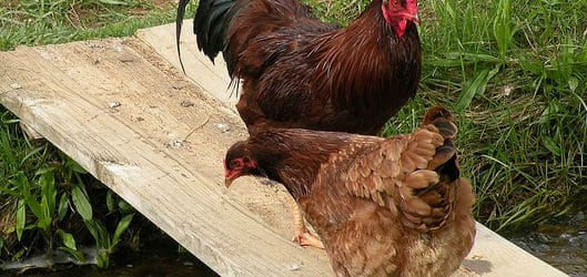 chickens on ramp