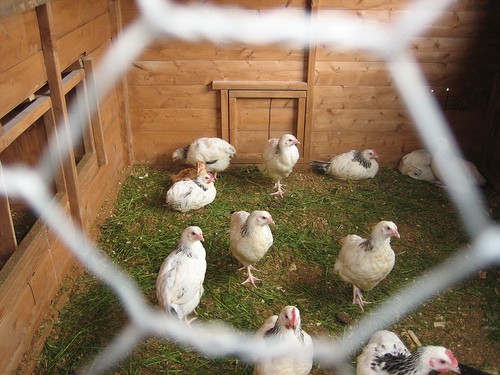inside a chicken coop