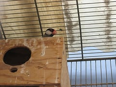 java sparrow and nest box