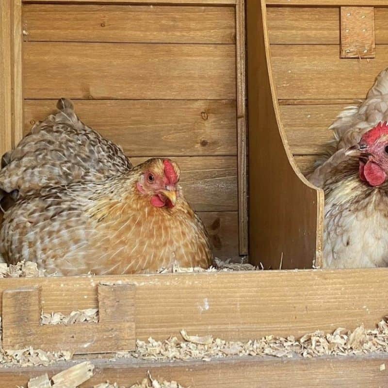 Housing Your Chickens