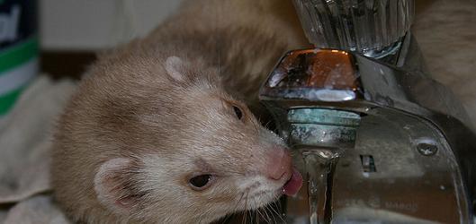 ferret drinking from tap jreed flickr