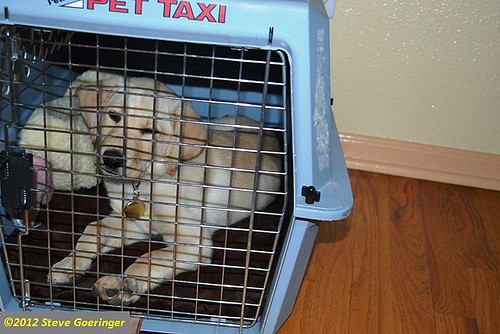 puppy crate training - sgoerin - flickr
