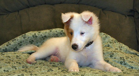 Puppy lying on bed