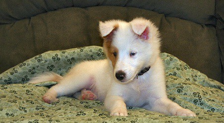 puppy lying on bed grantlairdjr flickr