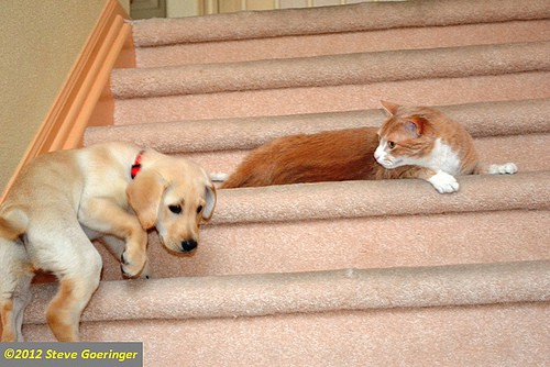 puppy meets cat - sgoerin - flickr