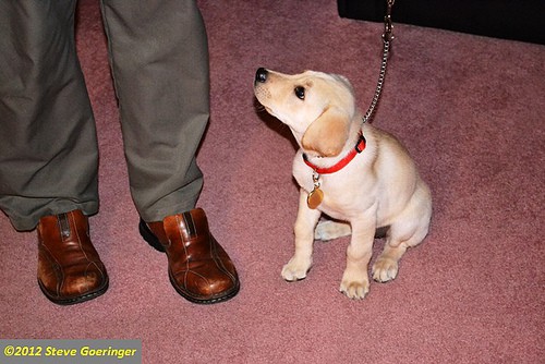 puppy on lead - sgoerin - flickr