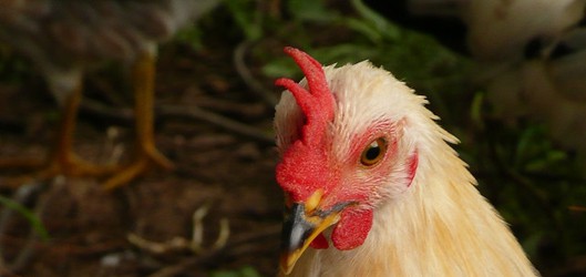 chicken looking StevenW flickr