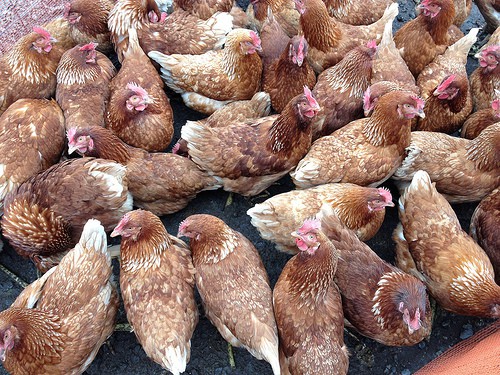 chicken overcrowding - aprilskiver - Flickr
