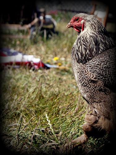 chickens - SMcGarnigle - Flickr