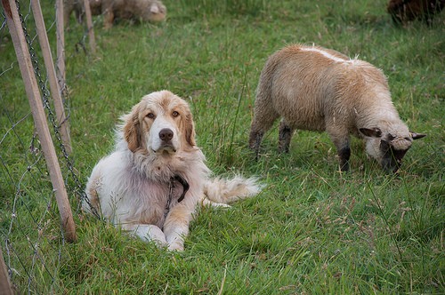 sheep and dog - Sam Beebe Ecotrust - flickr