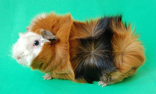 rare guinea pigs for sale