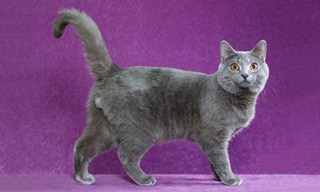 Chartreux