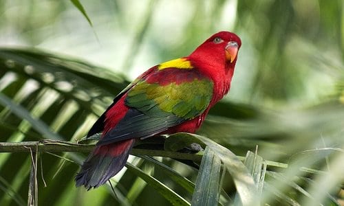 11 Bird Chattering Lory2