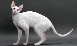 Cornish Rex