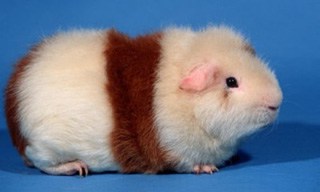 curly haired guinea pig