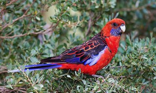 13-Bird-Crimson-Rosella