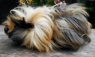 guinea pig long hair breeds