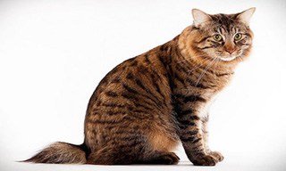 10 Cat Breeds Purrfect for Cold Weather– Rufus & Coco Australia