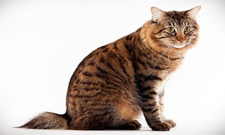 American Bobtail