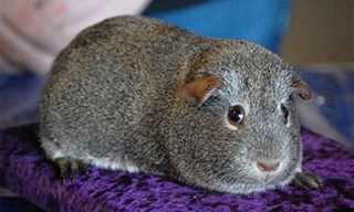Guinea pig breeds sales list