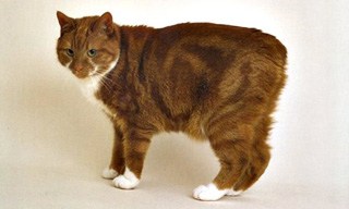 10 Cat Breeds Purrfect for Cold Weather– Rufus & Coco Australia