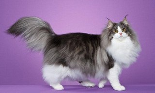 Norwegian Forest Cat