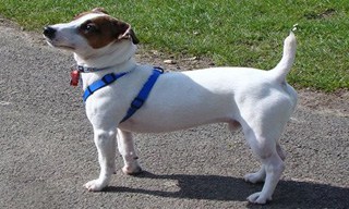 21-Dog-Jack-Russell-Terrier_mini