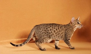 Ocicat