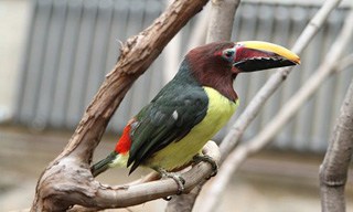23-Bird-Green-Aracari