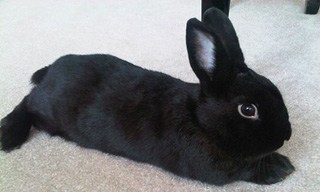 Full List Of All Rabbit Breeds