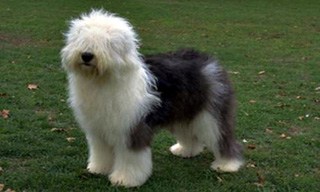 Ultimate List Of All Dog Breeds | Coops & Cages